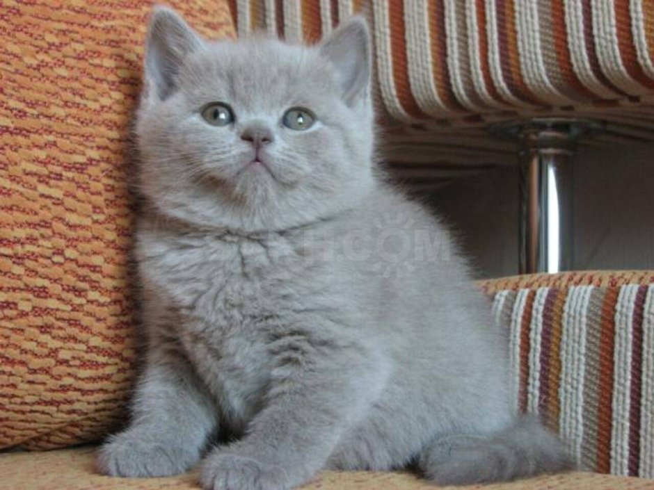 Британская кошка Тимоша