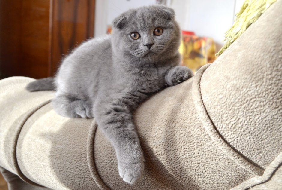 Сиамская вислоухая кошка серая