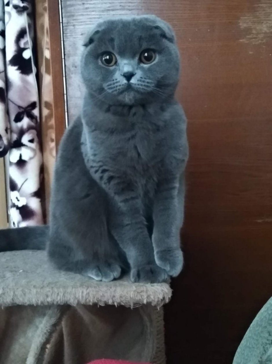 Шотландская вислоухая кошка голубая