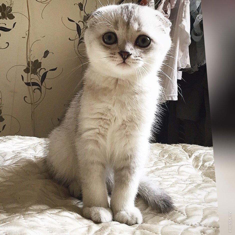 Шотландская вислоухая шиншилла