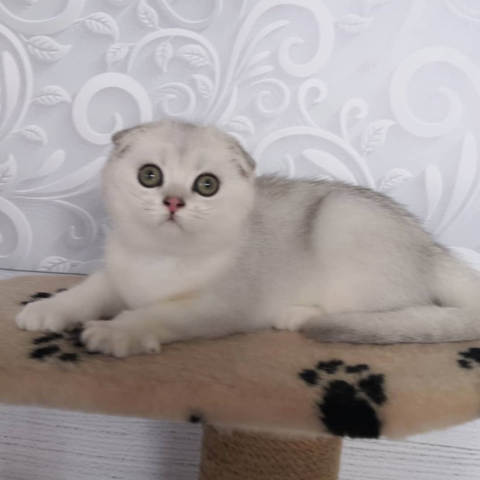 Шотландская вислоухая шиншилла