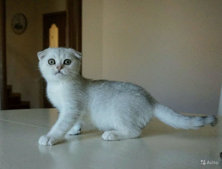Шотландская вислоухая кошка шиншилла