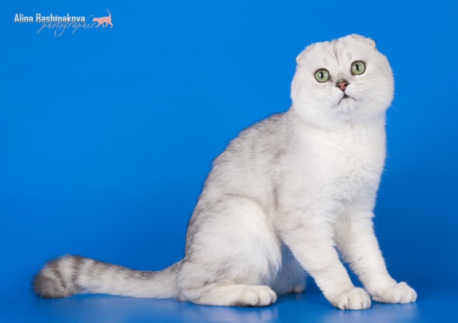 Шотландская вислоухая кошка шиншилла серебристая