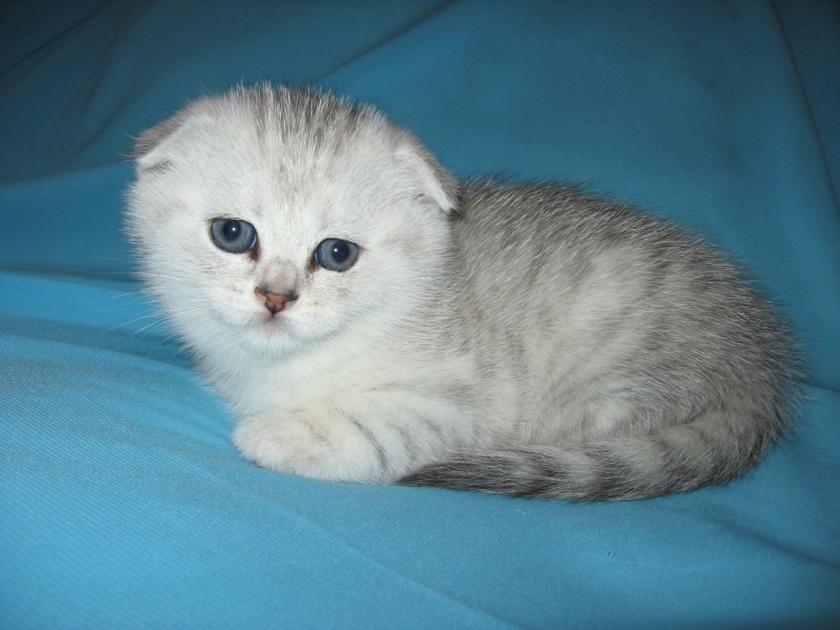 Шотландские котята серебристая шиншилла