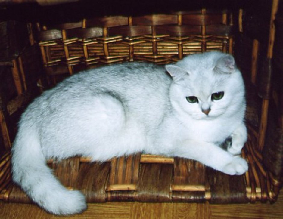 Британская вислоухая серебристая шиншилла