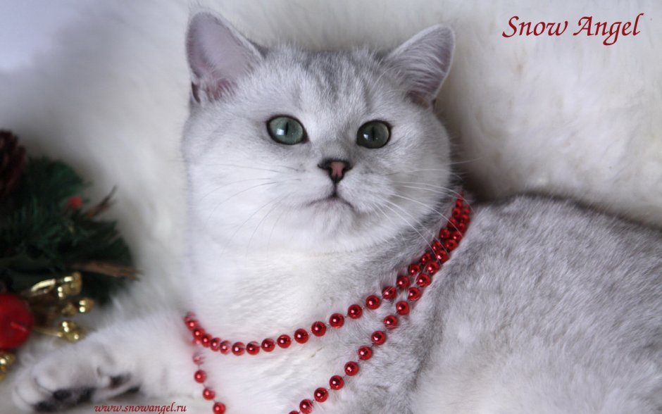 Шотландская вислоухая шиншилла