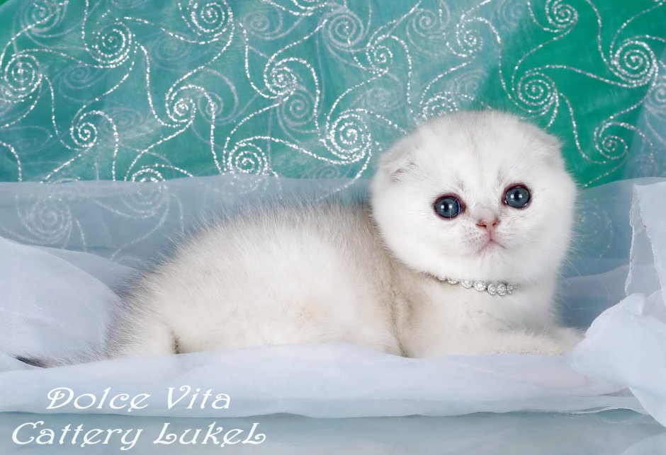Вислоухий скоттиш серебристая шиншилла