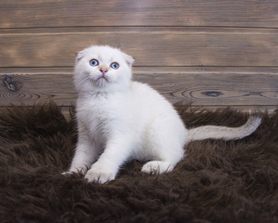 Кошка шиншилла Британская вислоухая