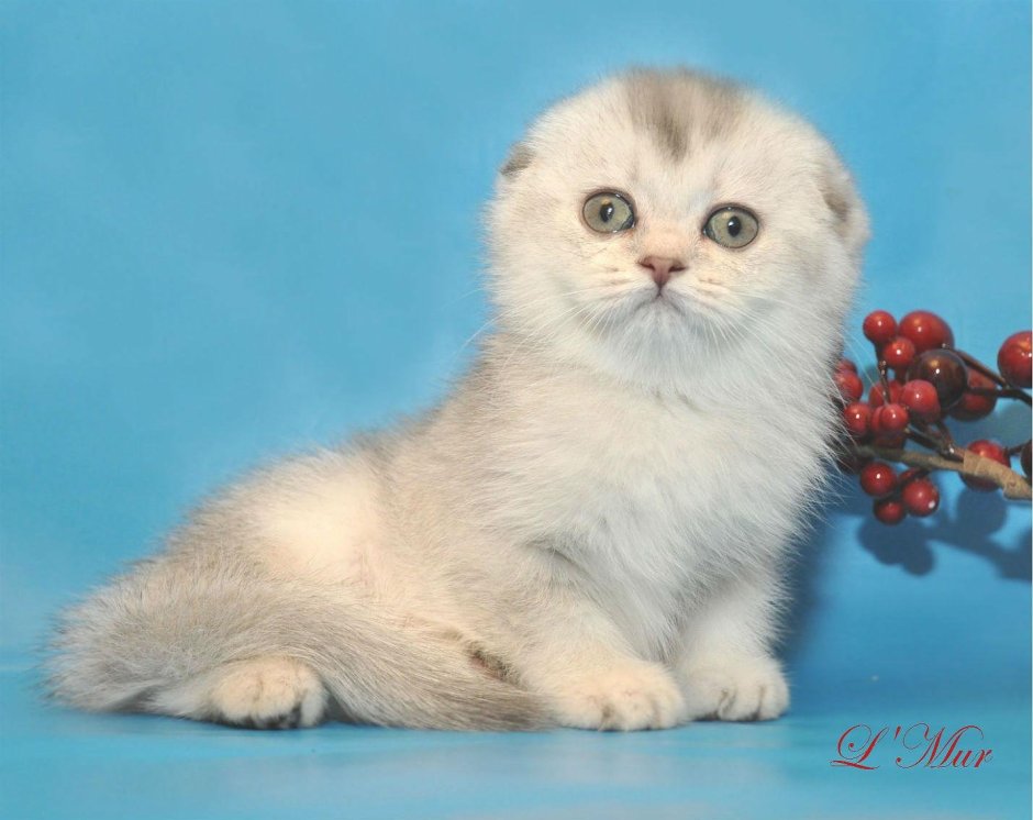 Шотландская серебристая шиншилла