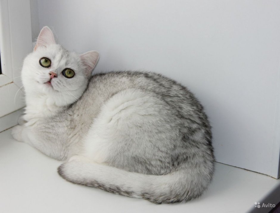 Скоттиш фолд белый