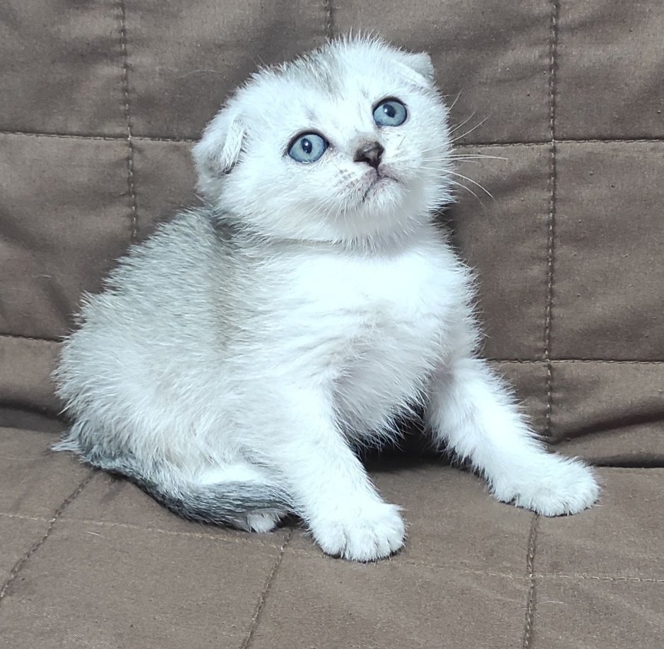 Скоттиш фолд белый
