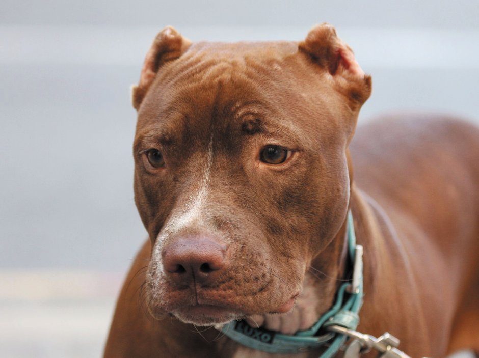 Американский питбультерьер улыбается
