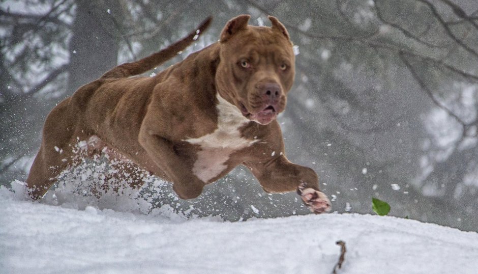 Американский питбультерьер тигровый