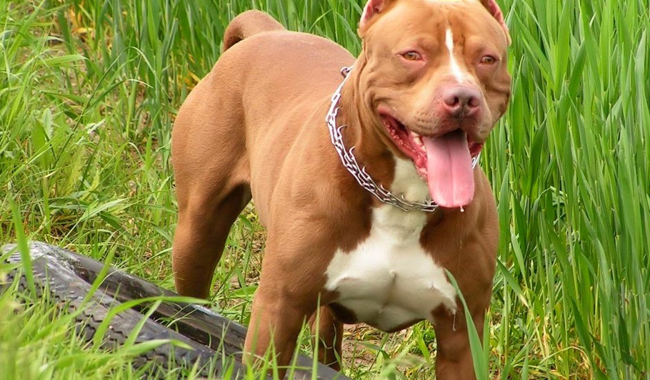 Питбуль песочного окраса