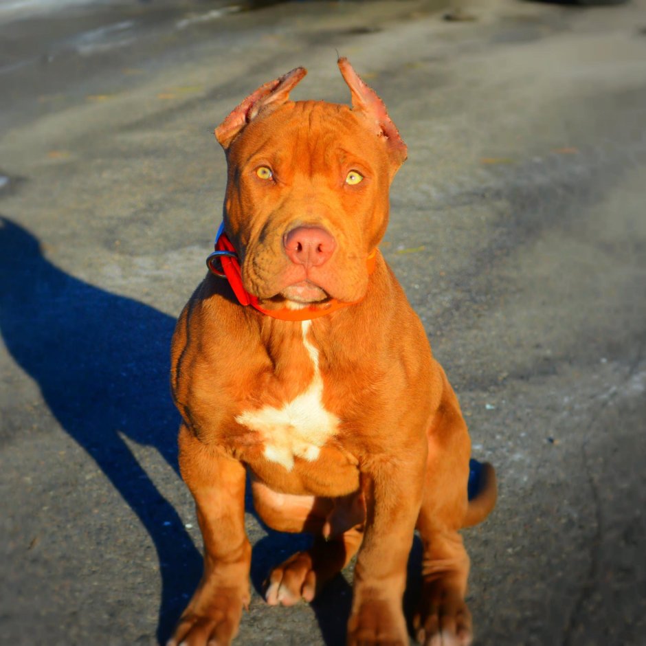 Американский питбультерьер рыжий