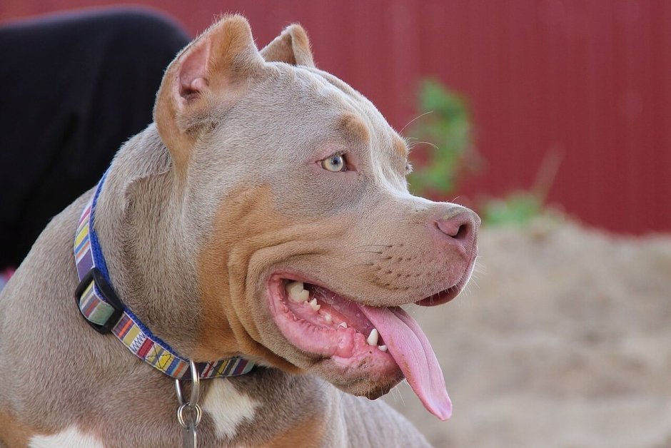 Американский стаффордширский терьер челюсти