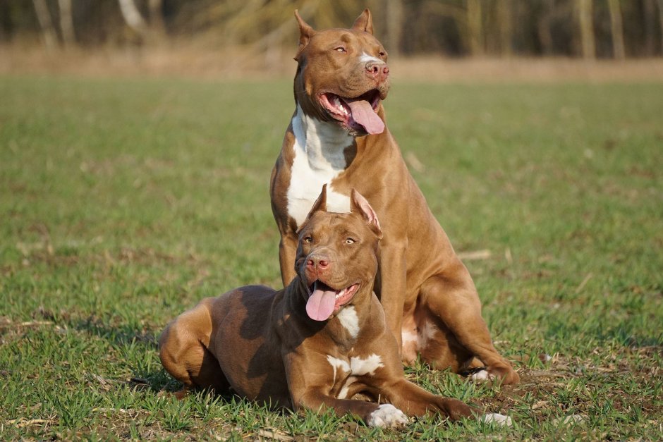 Питбуль охрана