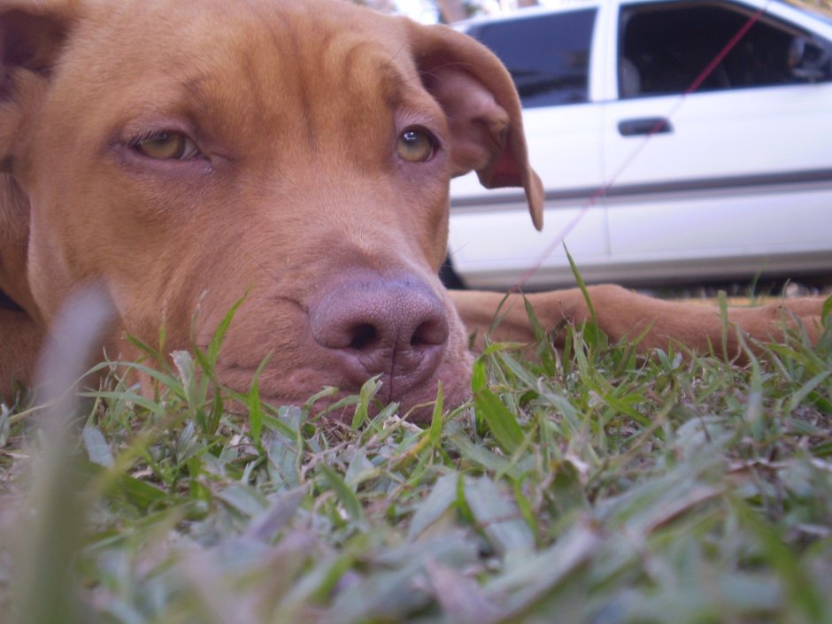 Картинки собаки питбуль