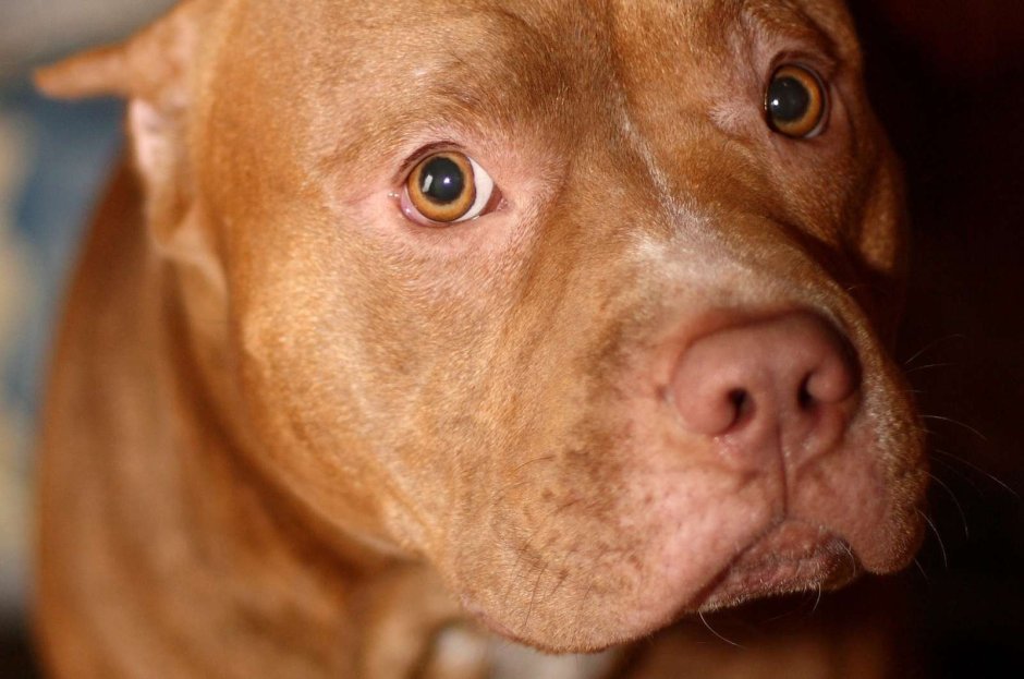 Красноносый питбуль