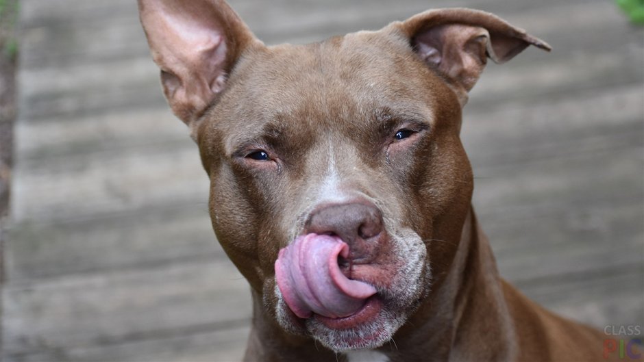 Питбуль ред ноуз