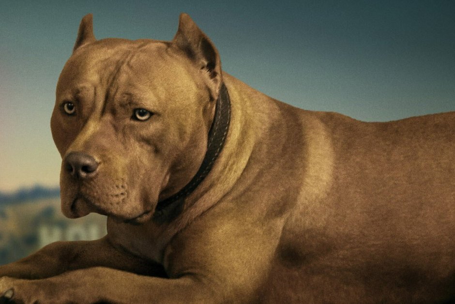 Американский питбультерьер опасная собака