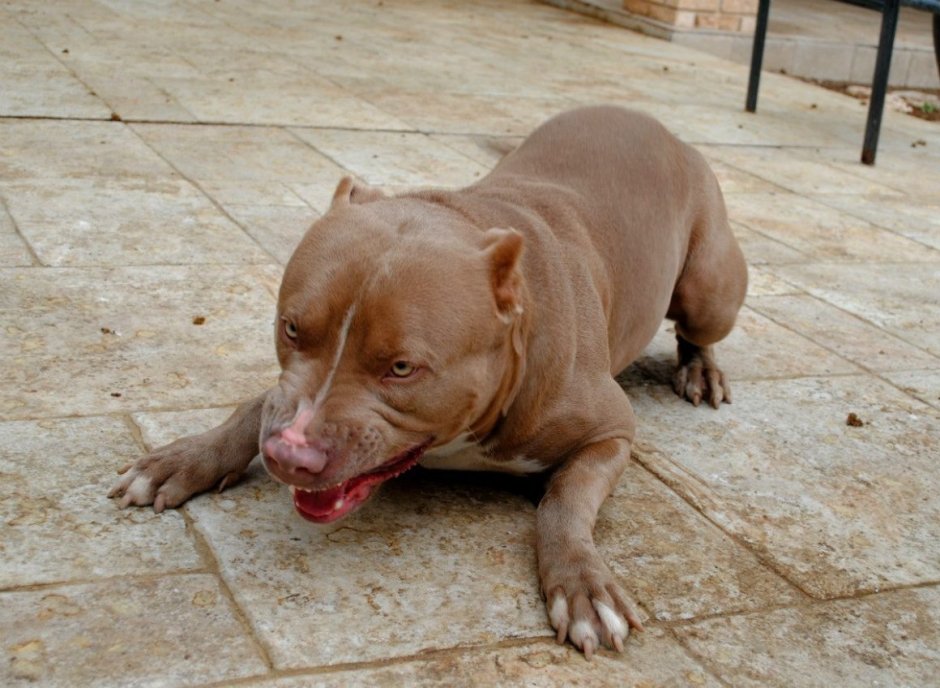 Американский питбультерьер шоколадный