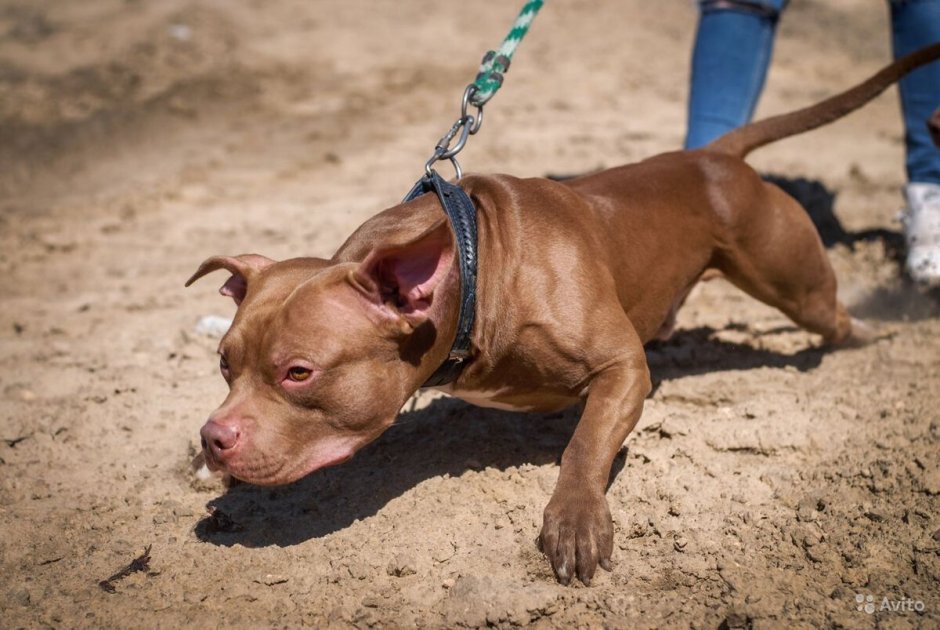 Питбуль фон