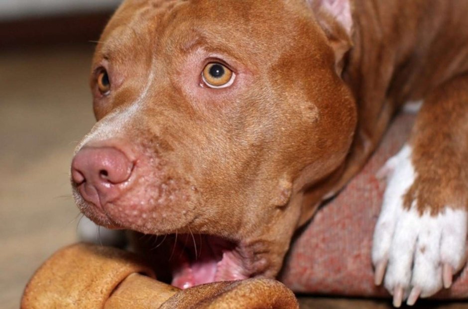 Красноносый питбуль щенок