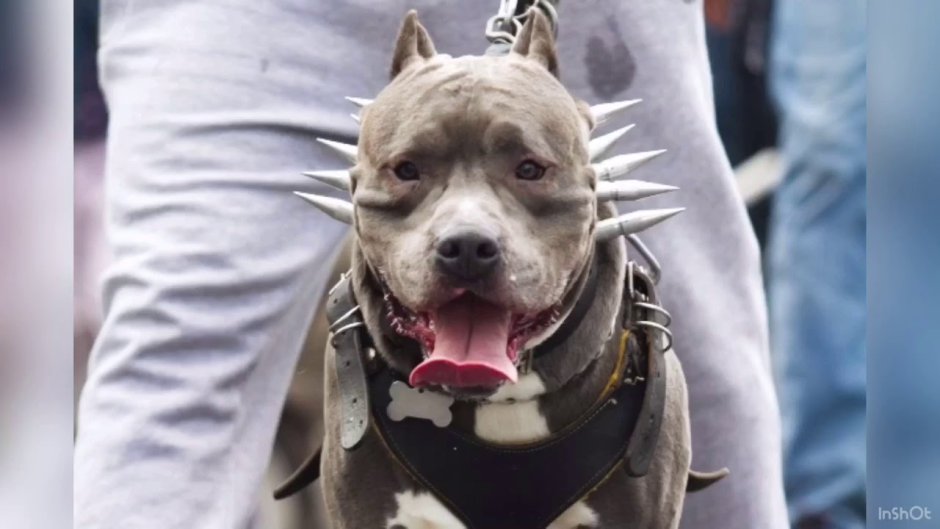 Оскал питбуля арт