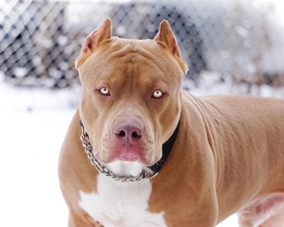 Амстафф и питбуль