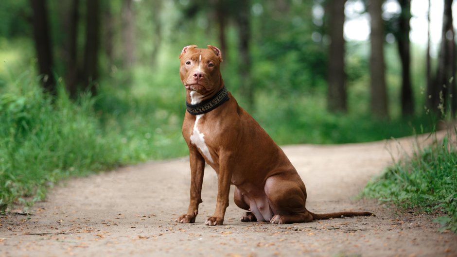 Бойцовский стаффордширский терьер