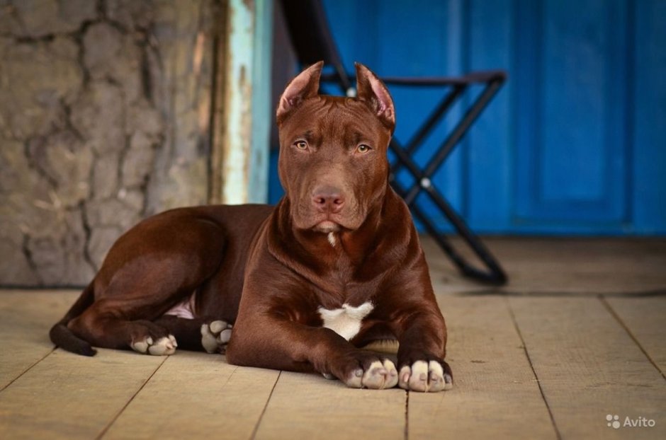 Американский питбуль ред ноуз