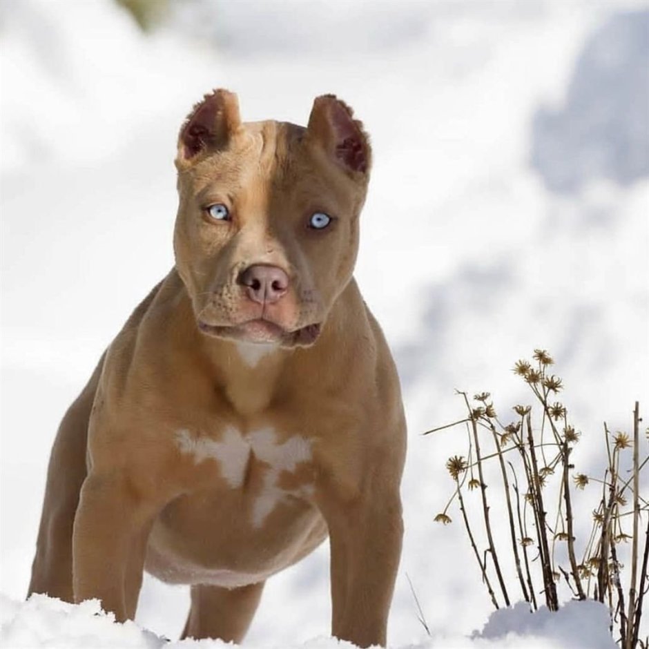 Питбуль с голубыми глазами