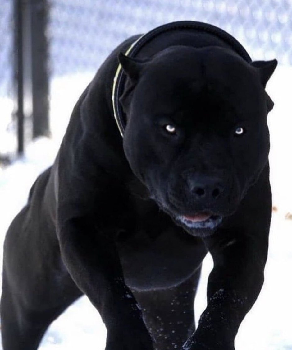 Американский пит стафф терьер