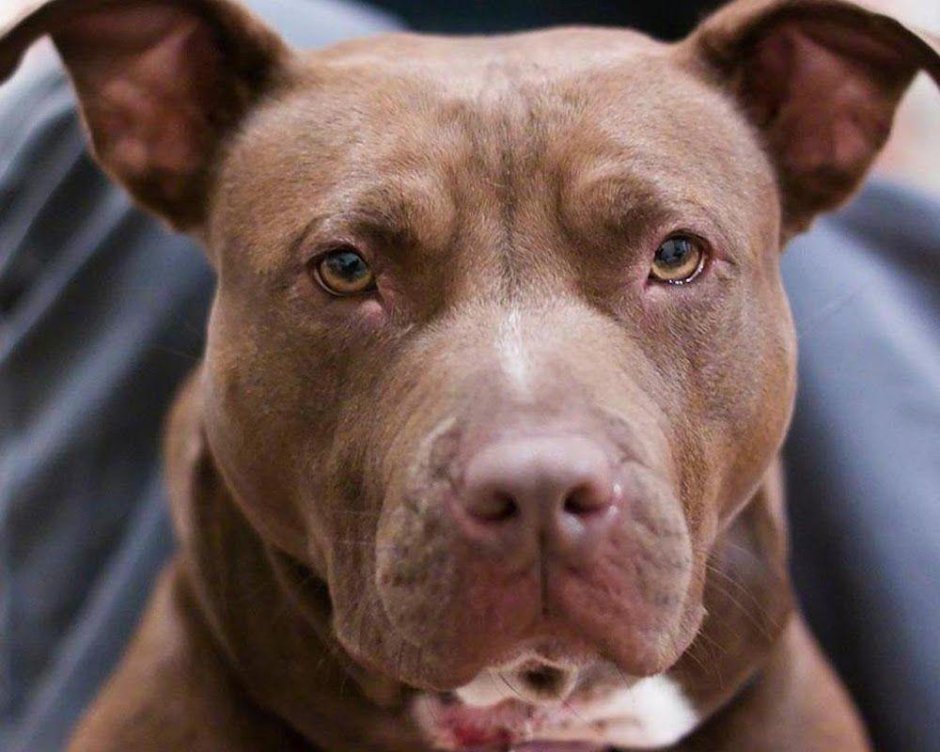 Питбуль собака
