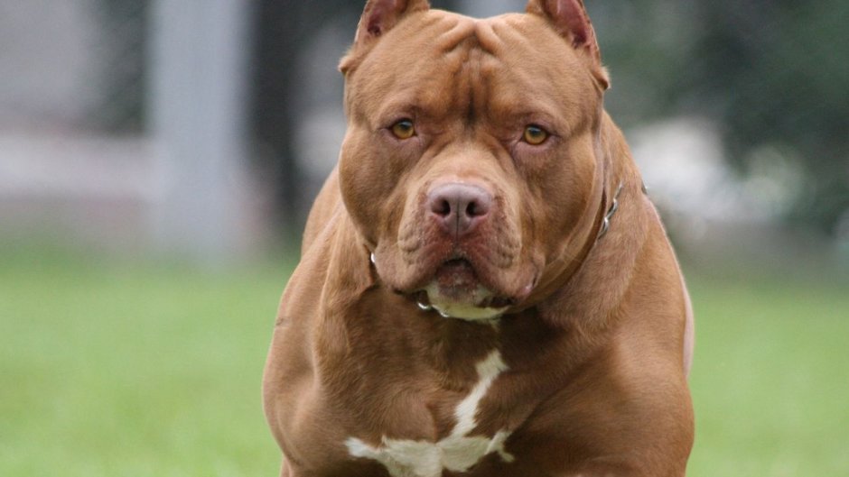 Питбуль драгон лайф