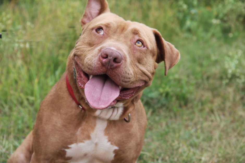 Американский пит