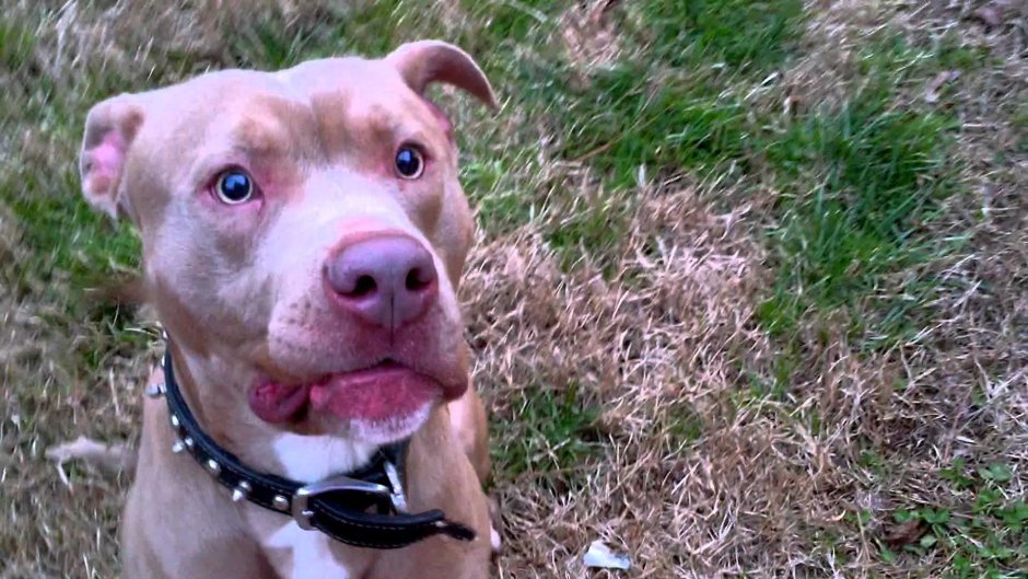Американский питбультерьер самка