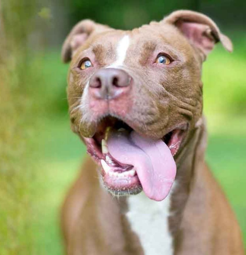 Рабочий питбуль