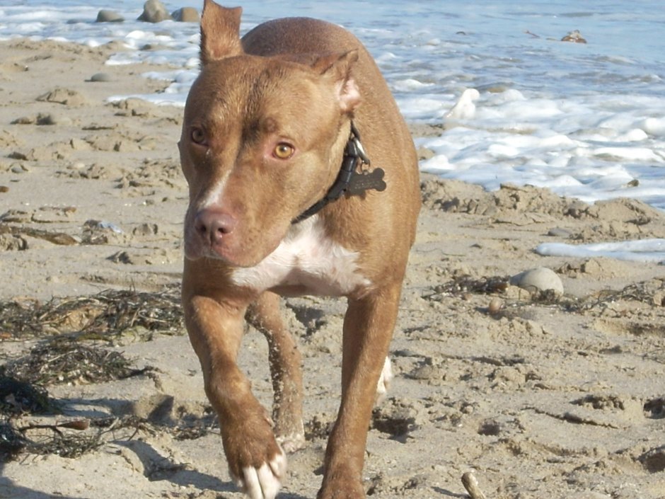 Порода питбуль