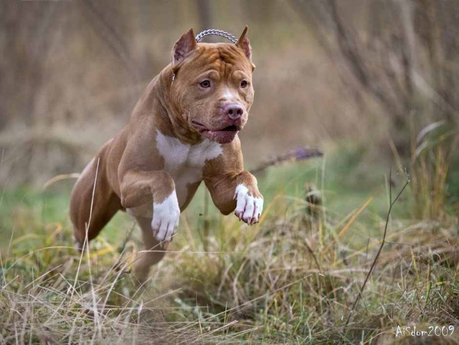 Однажды в Голливуде собака