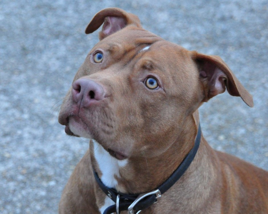 Собака бульдог