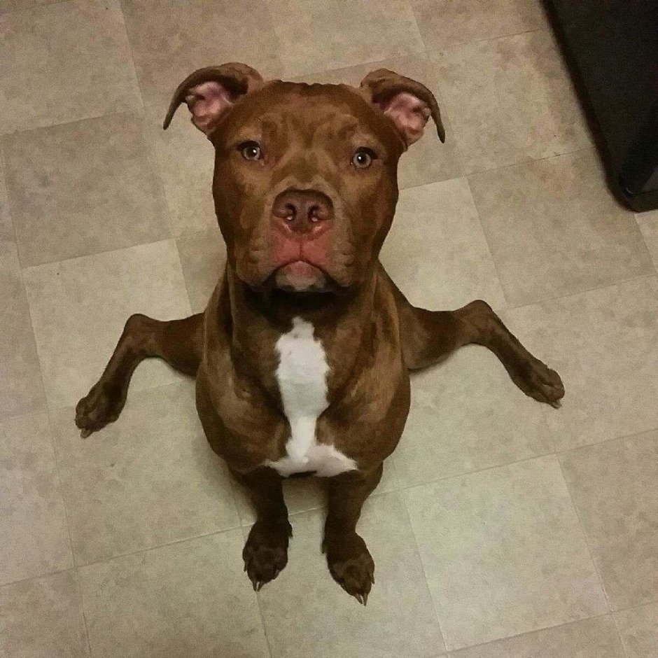 Питбуль горбоносый