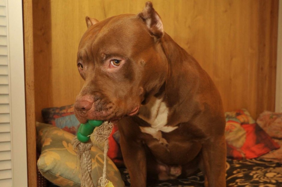 Коричневая бойцовская собака порода