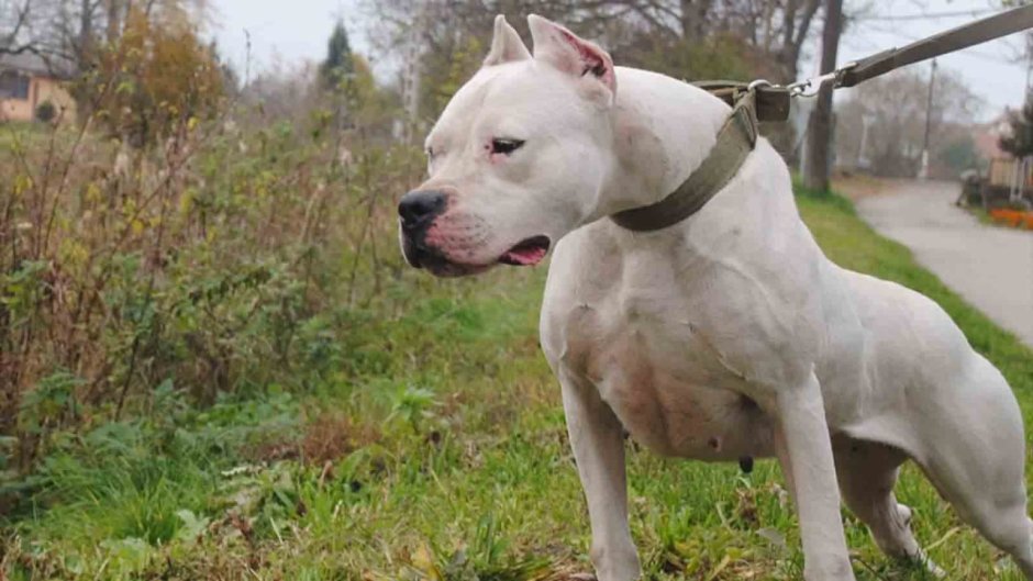 Американский бандог