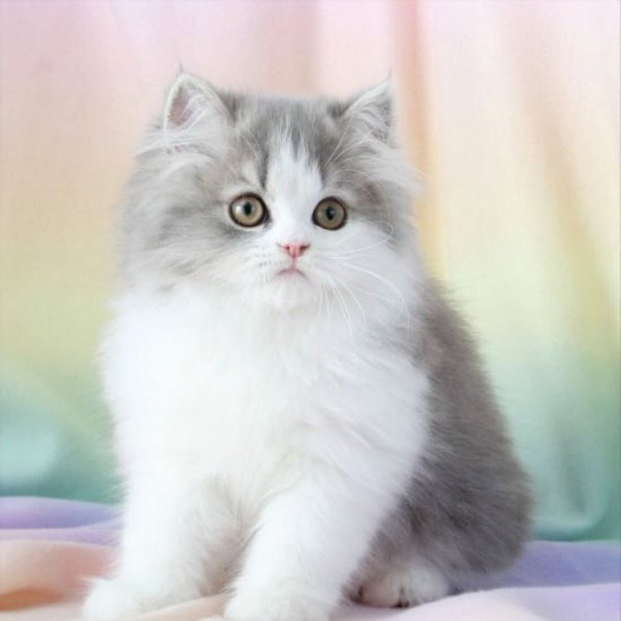 Биколор кошка Персидская шиншилла