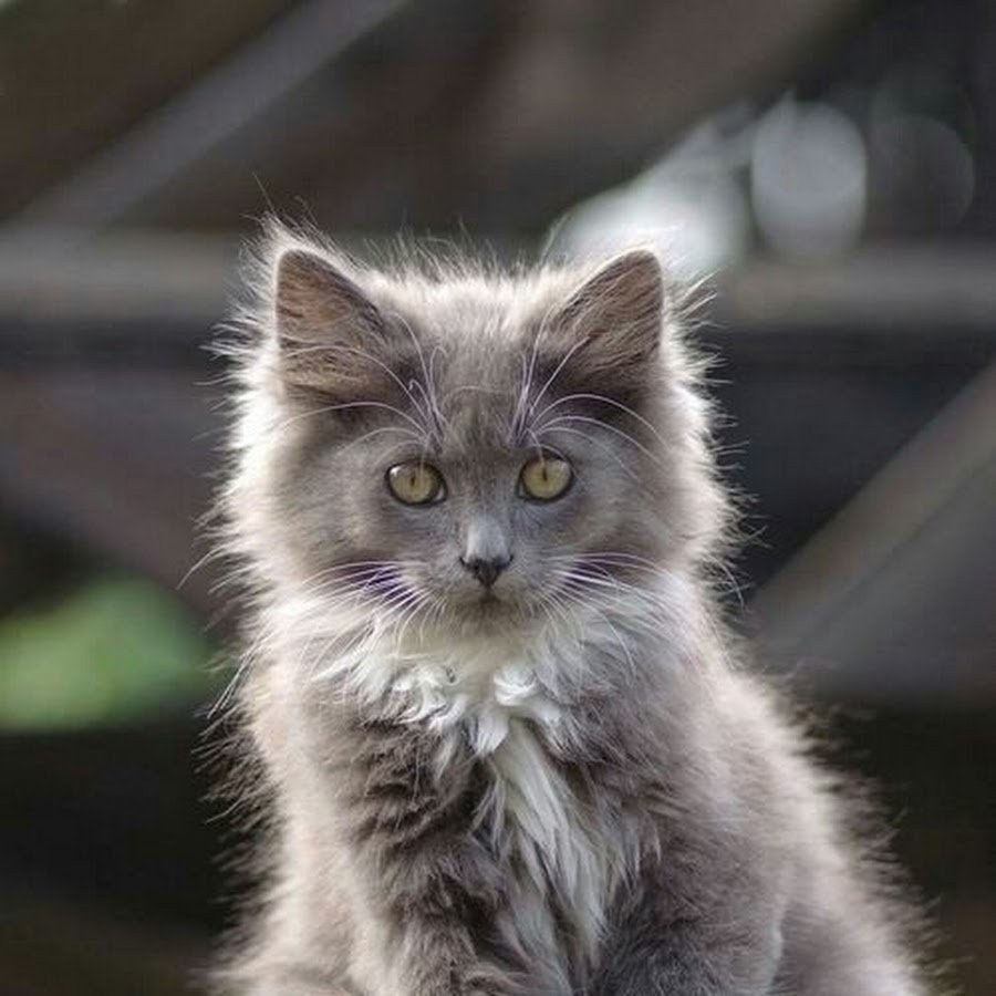 Серый пушистый котенок