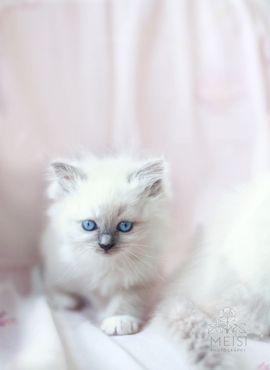Рэгдолл котенок белый