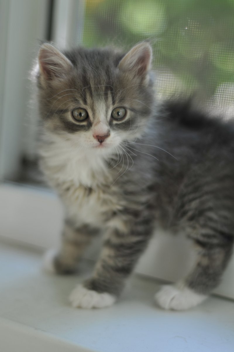 Маленькая серая кошка