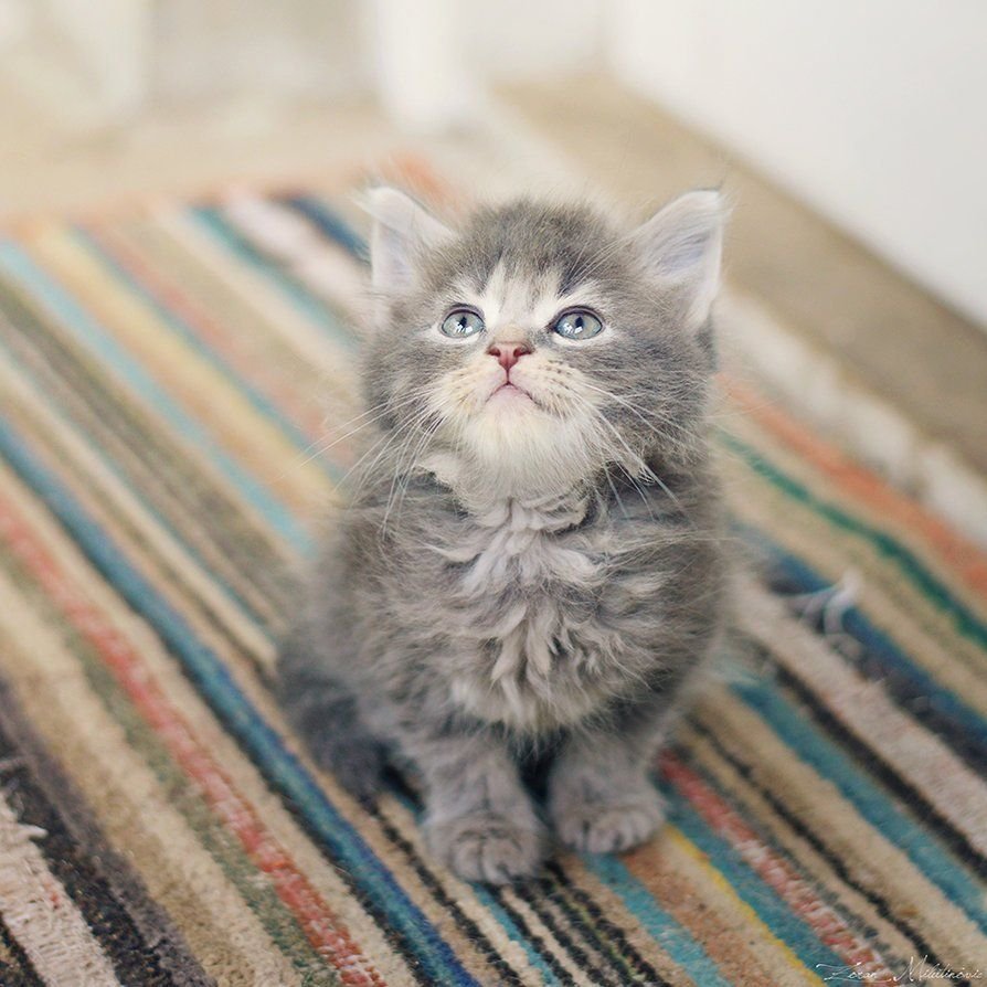 Серо-белый котёнок